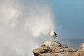 Seagull on the rocks Royalty Free Stock Photo