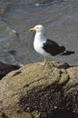 Seagull Royalty Free Stock Photo
