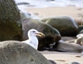 Seagull rocks food Royalty Free Stock Photo