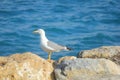Seagull on the rocks in front of the sea Royalty Free Stock Photo