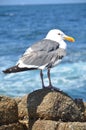 Seagull on the rocks