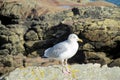 Seagull on the rocks Royalty Free Stock Photo