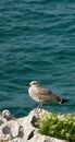 Seagull on rocks by sea Royalty Free Stock Photo