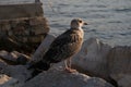 Seagull on rocks by sea Royalty Free Stock Photo