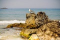 A seagull on the rocks by the sea. Royalty Free Stock Photo