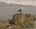 Seagull rocks Royalty Free Stock Photo