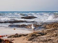 Seagull on Rocks Watching Heavy Ocean waves, Sydney, Australia Royalty Free Stock Photo