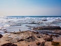 Seagull on Rocks Watching Heavy Ocean waves, Sydney, Australia Royalty Free Stock Photo