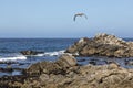 Seagull on Rocky Monterey Bay Coast Royalty Free Stock Photo