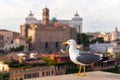 Seagull in the Roman Forum in Rome