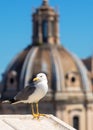 Seagull in the Roman Forum in Rome