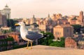 Seagull in the Roman Forum at sunset in Rome