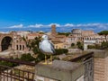 Seagull and Roman ruins in Rome Italy Royalty Free Stock Photo