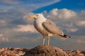 Seagull in Rome Royalty Free Stock Photo