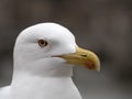 Seagull in rome close up portrait Royalty Free Stock Photo