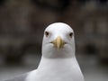 Seagull in rome close up portrait Royalty Free Stock Photo