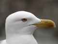 Seagull in rome close up portrait Royalty Free Stock Photo