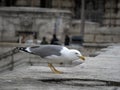 Seagull in rome close up portrait Royalty Free Stock Photo