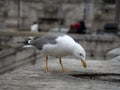 Seagull in rome close up portrait Royalty Free Stock Photo