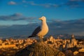 Seagull in Rome Royalty Free Stock Photo