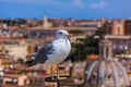 Seagull and Rome Italy cityscape Royalty Free Stock Photo