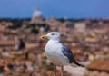 Seagull and Rome Italy cityscape Royalty Free Stock Photo