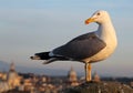 Seagull in Rome