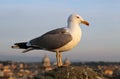 Seagull in Rome Royalty Free Stock Photo