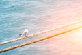 Seagull on the rope. Ship rope. Sea port. Jetty.