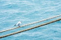 Seagull on the rope. Ship rope. Sea port.