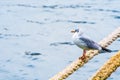 Seagull on the rope. Ship rope. Sea port. Jetty.