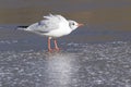 A seagull standing on the ice Royalty Free Stock Photo