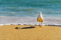 Seagull running away from the incoming surf at sunset