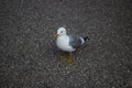 Seagull running on the road