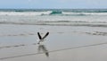 Seagull running on the sand in preparation for takeoff