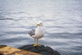 seagull by the beach against natural blue water background. Standing Seagull - A close-up front side view of a seagull standing on Royalty Free Stock Photo