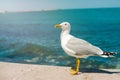 Seagull running on the shore Close up view of white birds seagulls walking by the beach against natural blue water Royalty Free Stock Photo