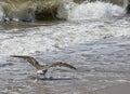 Seagull running on water as it takes off to start flying on coast