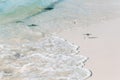 Seagull running from the waves on the beach. Summer time concept.