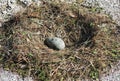 Seagull's egg Royalty Free Stock Photo