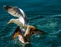 Seagull`s fight over bite Royalty Free Stock Photo