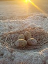 Seagull`s nest in evening sun