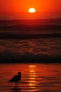 Seagull's Red Sunset at Newport Royalty Free Stock Photo