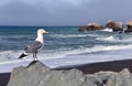 Seagull's View, Rockaway Beach, Pacifica California Royalty Free Stock Photo