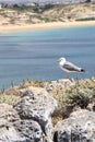 Seagull and Sagres beach Royalty Free Stock Photo