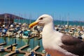 Seagull of San Francisco Royalty Free Stock Photo