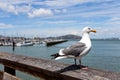 Seagull and San Francisco bay