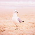 Seagull on sand on the beach Royalty Free Stock Photo