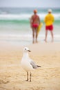 Seagull on sand on the beach Royalty Free Stock Photo