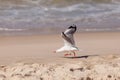 Seagull taking off on Sand Beach and waves